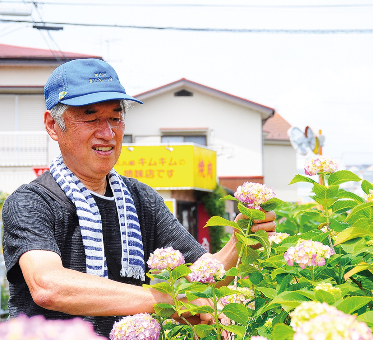 河内川 あじさい祭中止も花鮮明 地域住民 環境美化に尽力 | 平塚