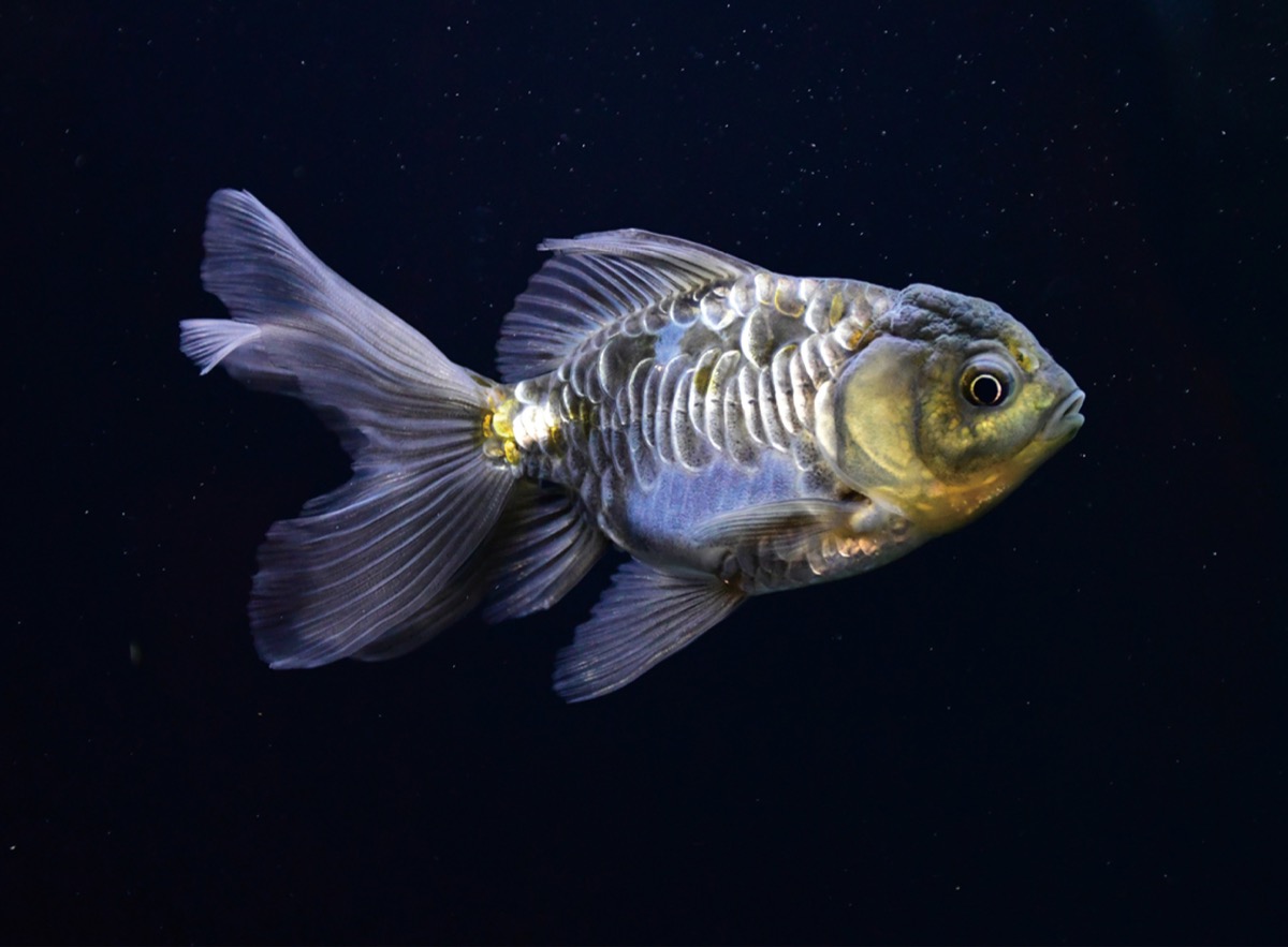 その鱗 龍の如し 新江ノ島水族館で企画展 | 平塚・大磯・二宮・中井 | タウンニュース