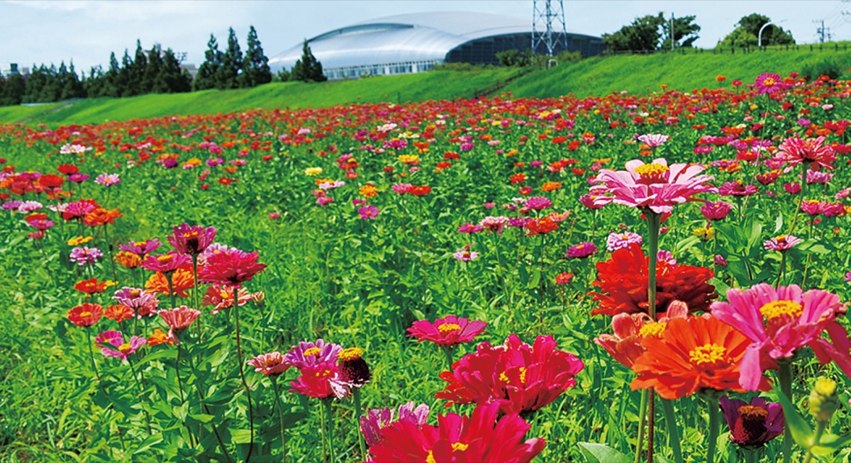 夏空に踊る百日草 馬入のお花畑で見頃 平塚 タウンニュース