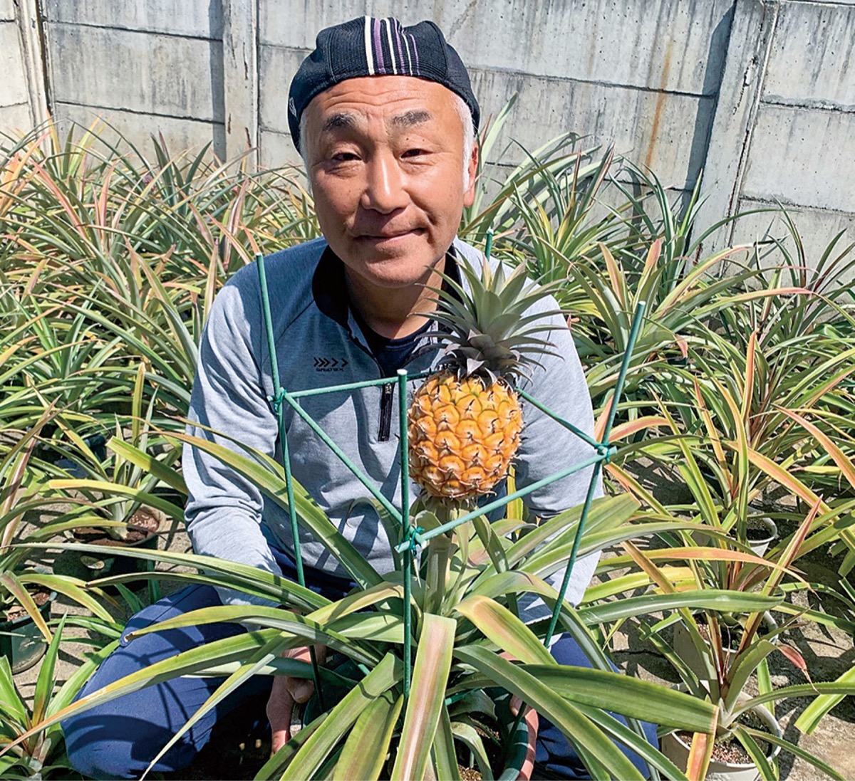 平塚でパイン栽培に挑戦 万田の眞壁和之さん | 平塚 | タウンニュース