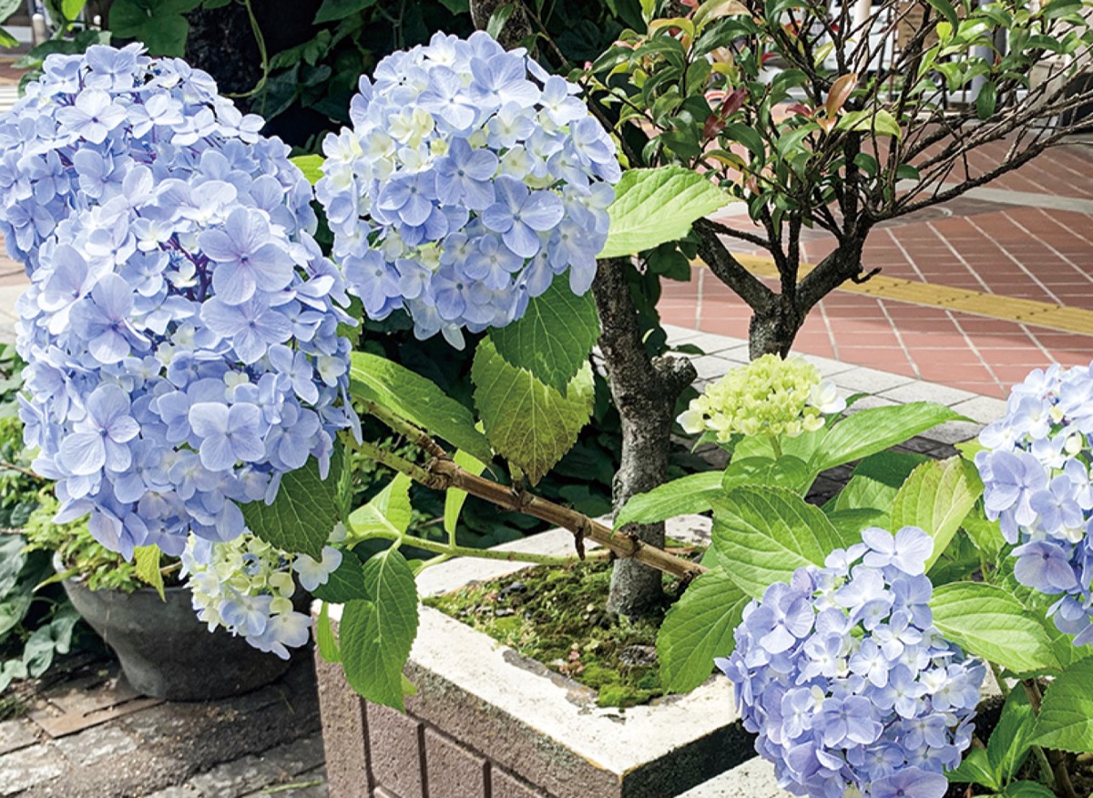 街中であじさい楽しむ スターモールで６月10日〜 | 平塚 | タウンニュース