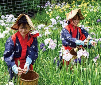 ハナショウブの花がら摘みを行う新井田さん（左）と櫻井さん