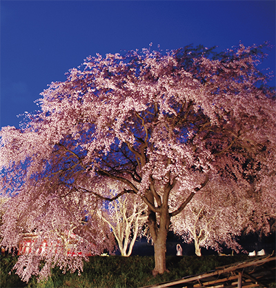 滝桜 降り注ぐ 中井町松本に三春桜の子樹 大磯 二宮 中井 タウンニュース