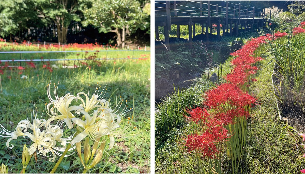 秋告げる彼岸花 花の丘公園 まもなく見頃 大磯 二宮 中井 タウンニュース