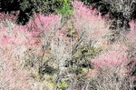 ４〜5分咲きのおかめ桜（2月27日撮影　お山のたいしょう提供）