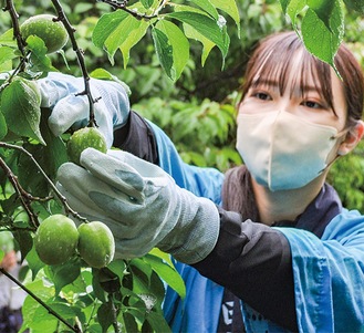 梅酒用品種「白加賀」の収穫