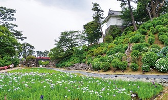 咲き始めたアジサイとハナショウブ＝５月27日撮影