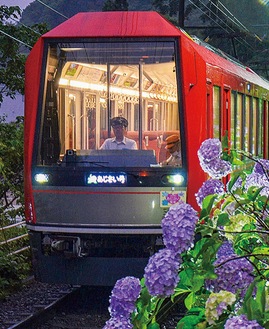 ライトアップされたアジサイの間を走る電車（昨年）