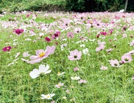 一夜城で秋桜を堪能