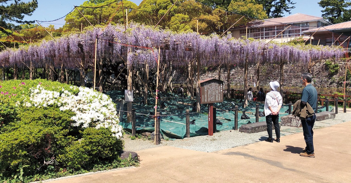 御感の藤 見頃に 小田原城址公園 小田原 箱根 湯河原 真鶴 タウンニュース