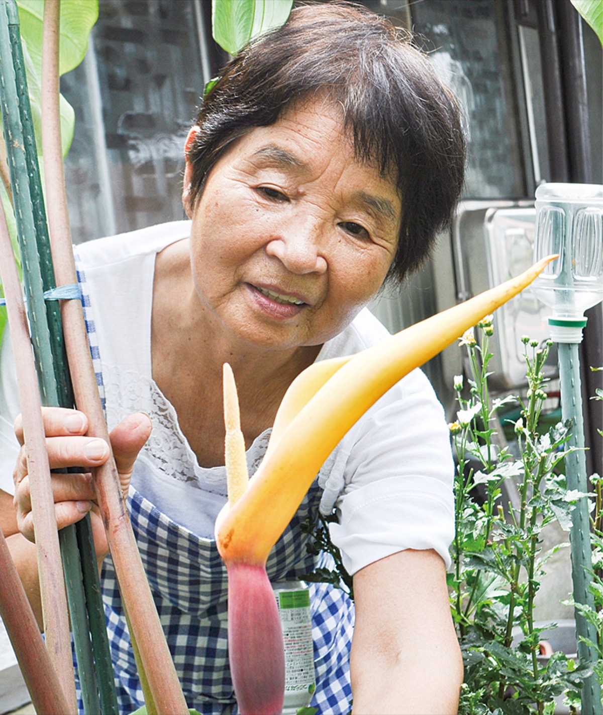 家庭菜園で里芋の花 小田原市小船 石井さん 小田原 箱根 湯河原 真鶴 タウンニュース