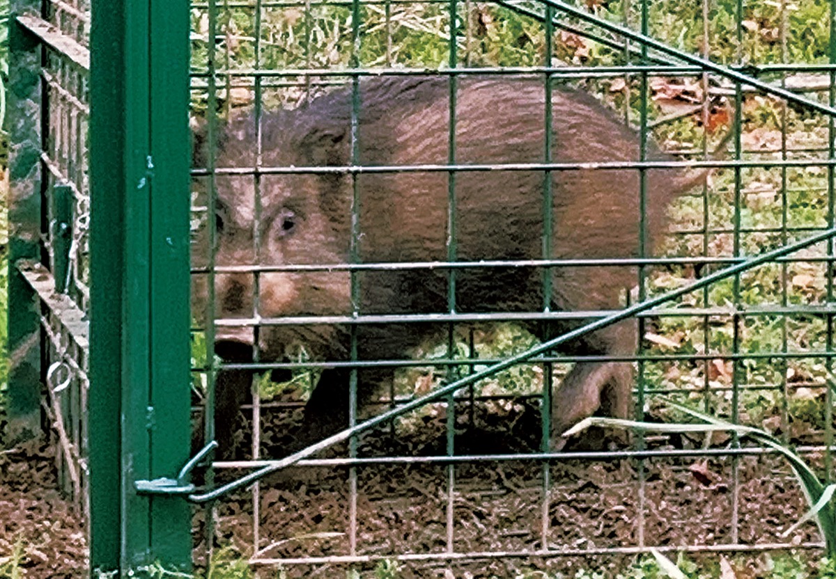 星槎にイノシシ出現 罠仕掛け初の捕獲 小田原 箱根 湯河原 真鶴 タウンニュース