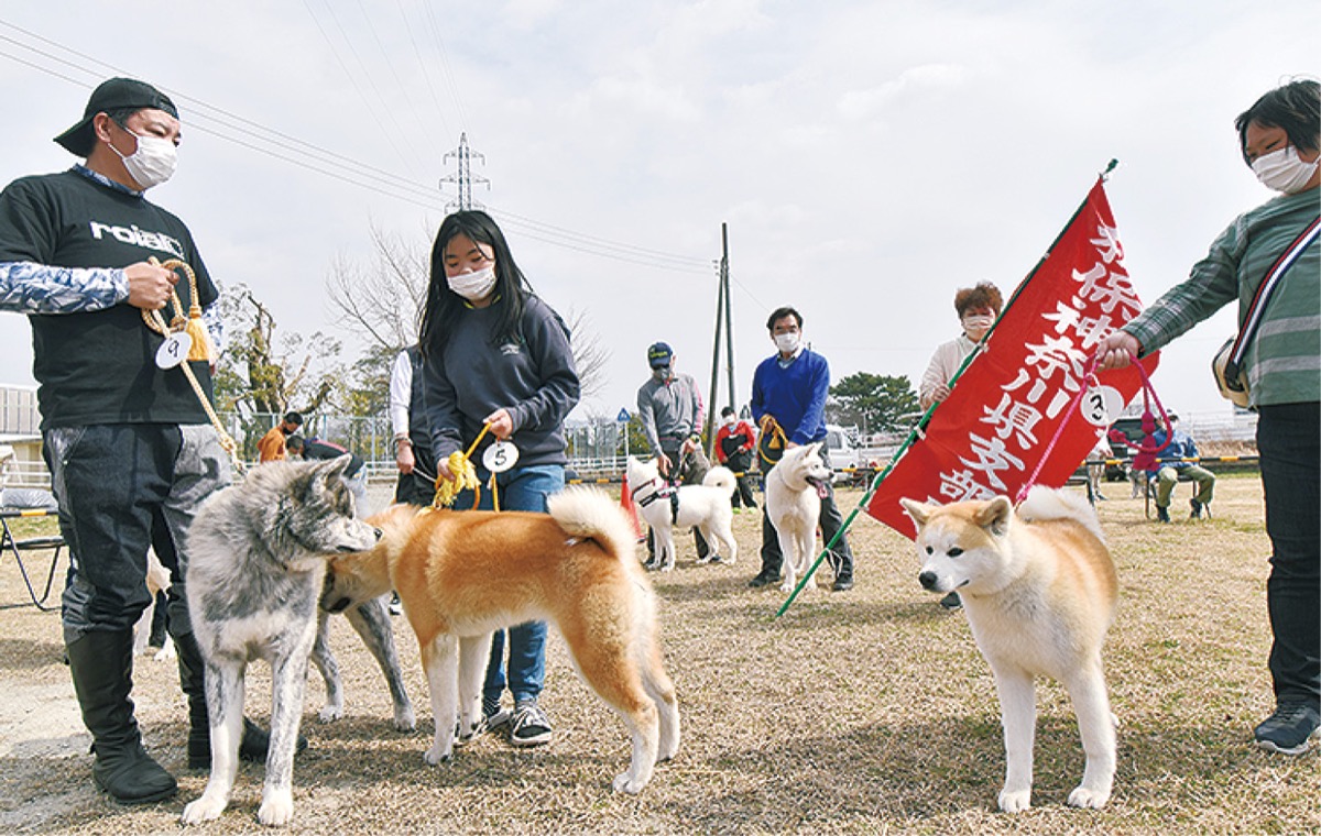 秋田犬ファン集う 勉強兼ねた交流 小田原 箱根 湯河原 真鶴 タウンニュース