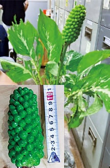 男性が食べたと思われる植物（神奈川県提供）