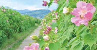 農道ピンクに酔芙蓉が見頃