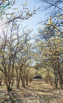 黄色に染まる園内＝町提供