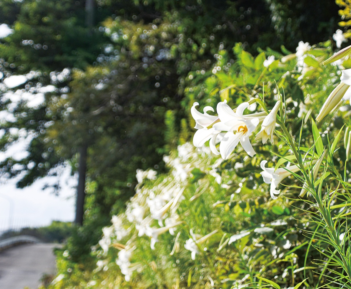 あしがらで見つけた花 足柄 タウンニュース