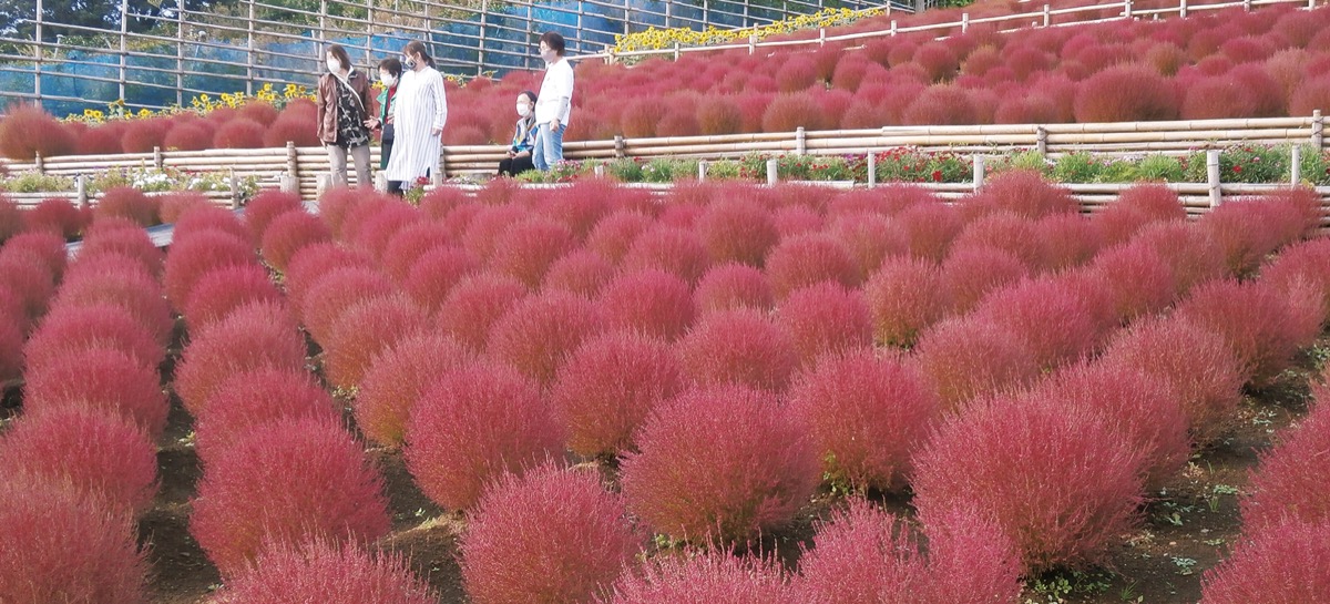 コキアの紅葉にうっとり 足柄 タウンニュース