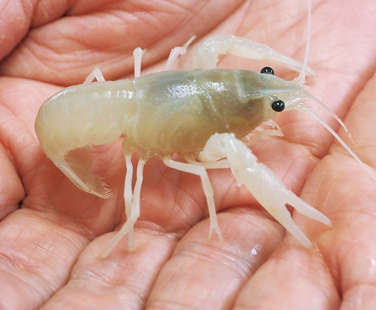 色素の不思議 白いザリガニ 小田原市の小笠原さんが飼育 足柄 タウンニュース