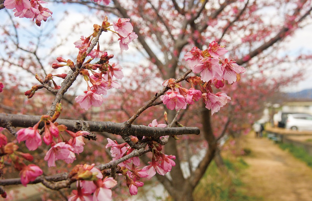 河津桜が春告げる 洞川の土手で | 足柄 | タウンニュース