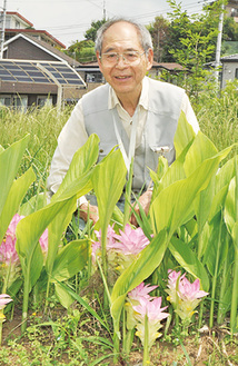 見ごろの春ウコンと和田さん