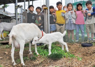 早くも子どもたちに人気の子ヤギ（写真中央）