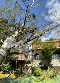 秋空に咲く十月桜