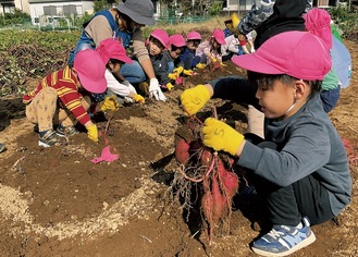 一生懸命に芋を掘る園児たち